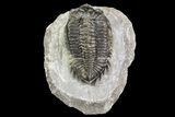 Coltraneia Trilobite Fossil - Huge Faceted Eyes #75453-1